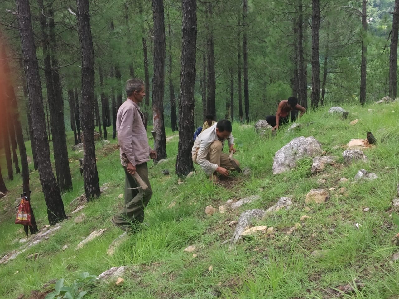 बागेश्वर वन पंचायत के जंगल.jpeg