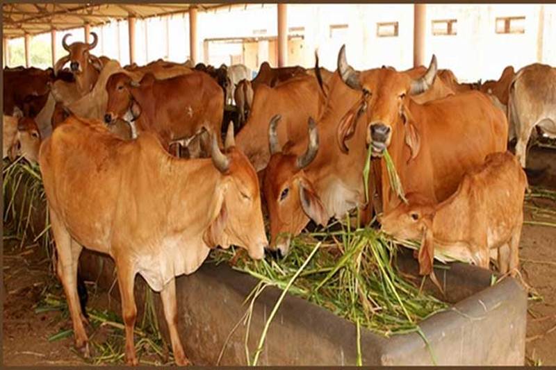 cows 