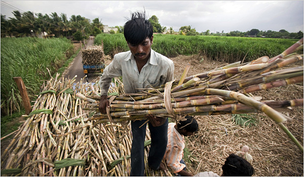 sugar industry