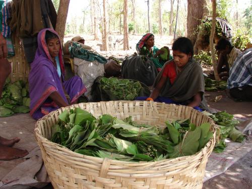 adivasi 