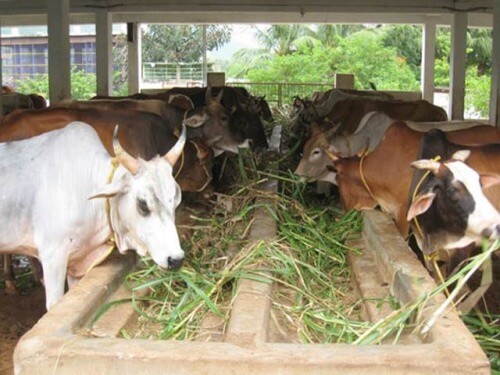 cow 