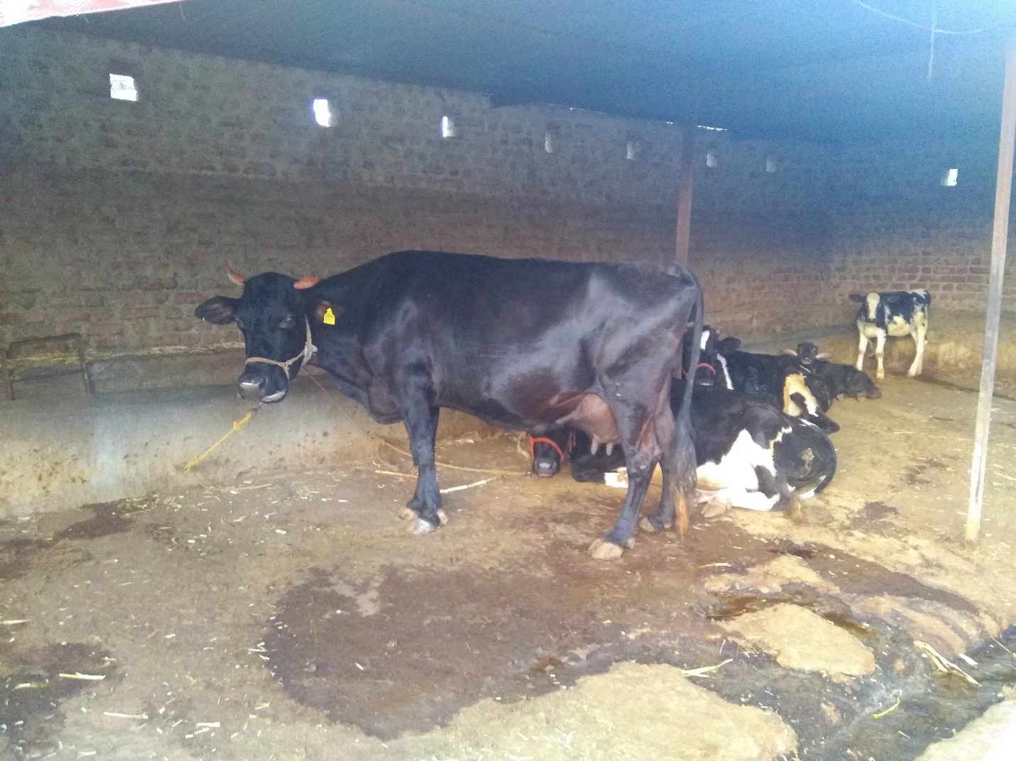 maharashtra drought