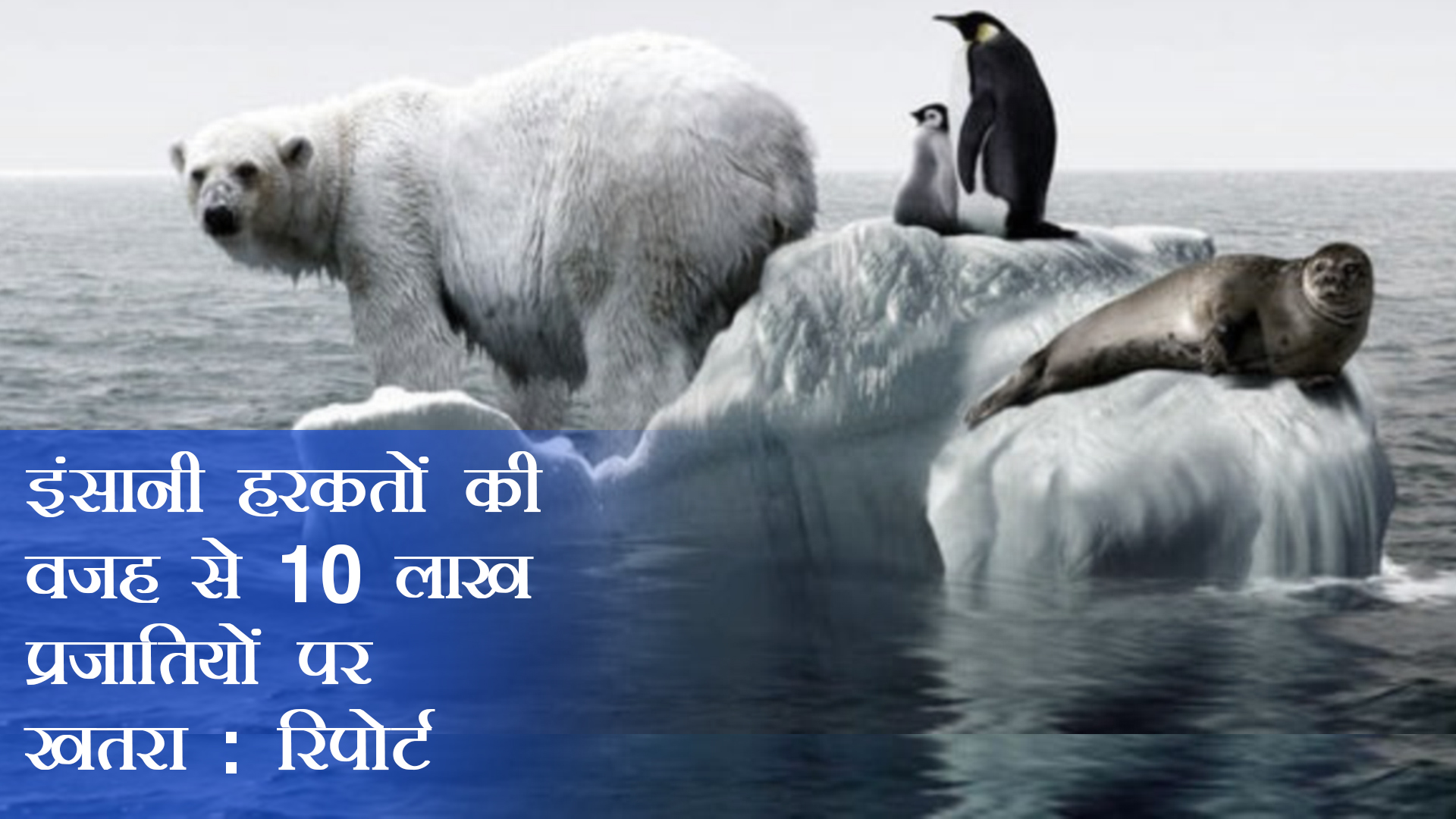 Mass Extinction 
