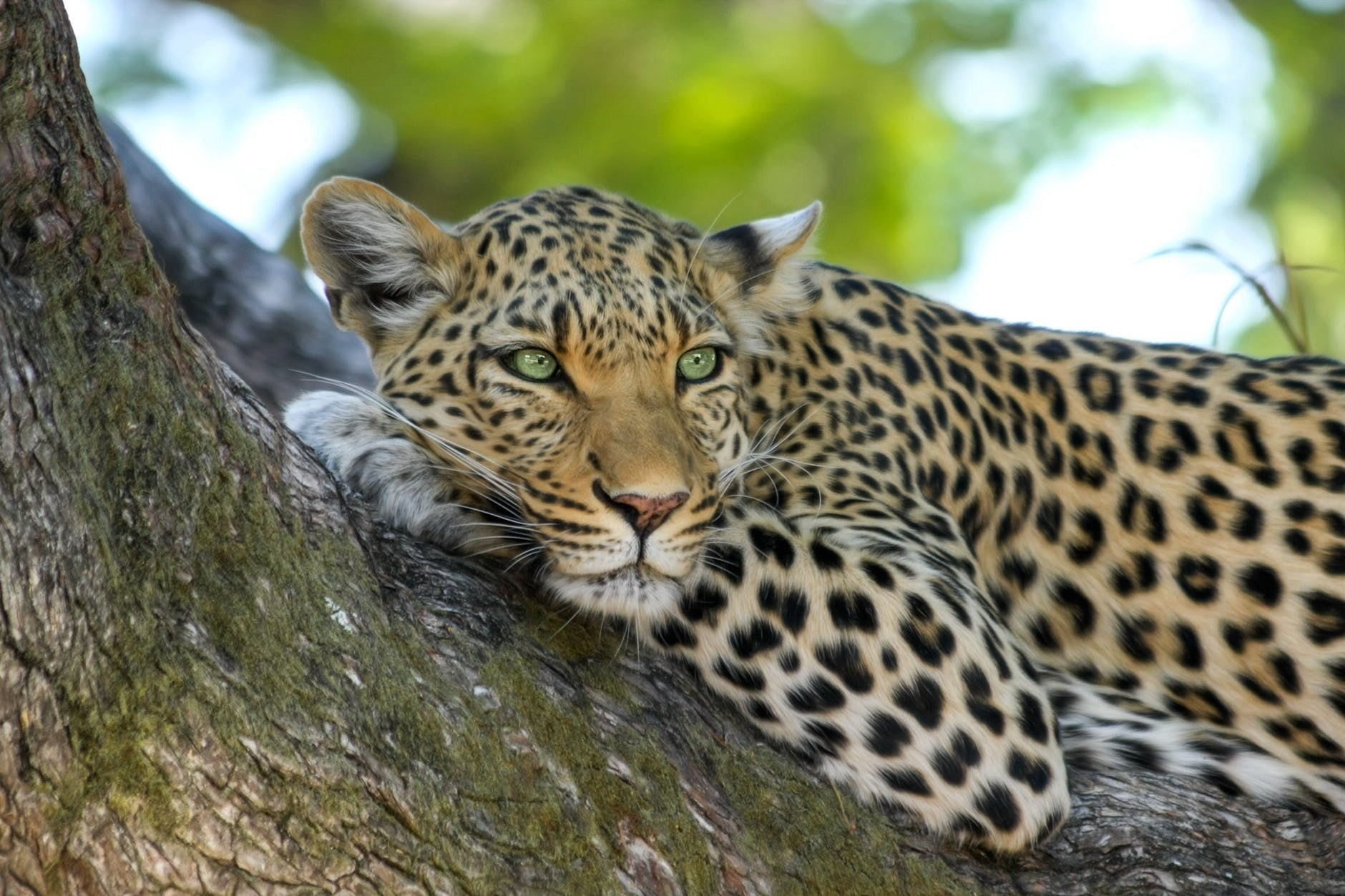 leopard attack