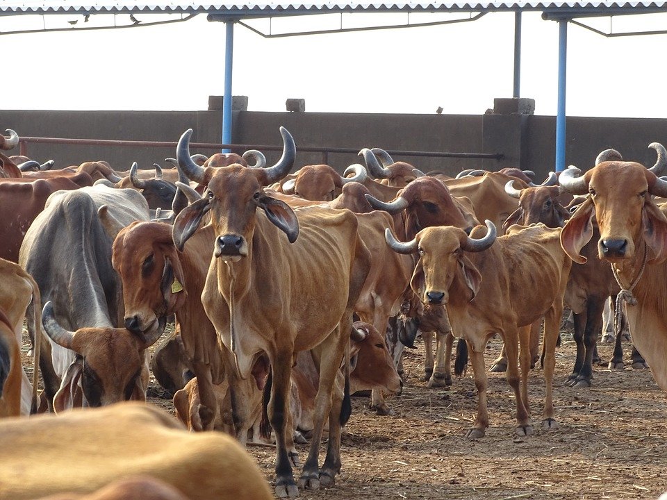 cows death