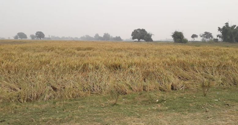 पराली जलाने पर शासन 