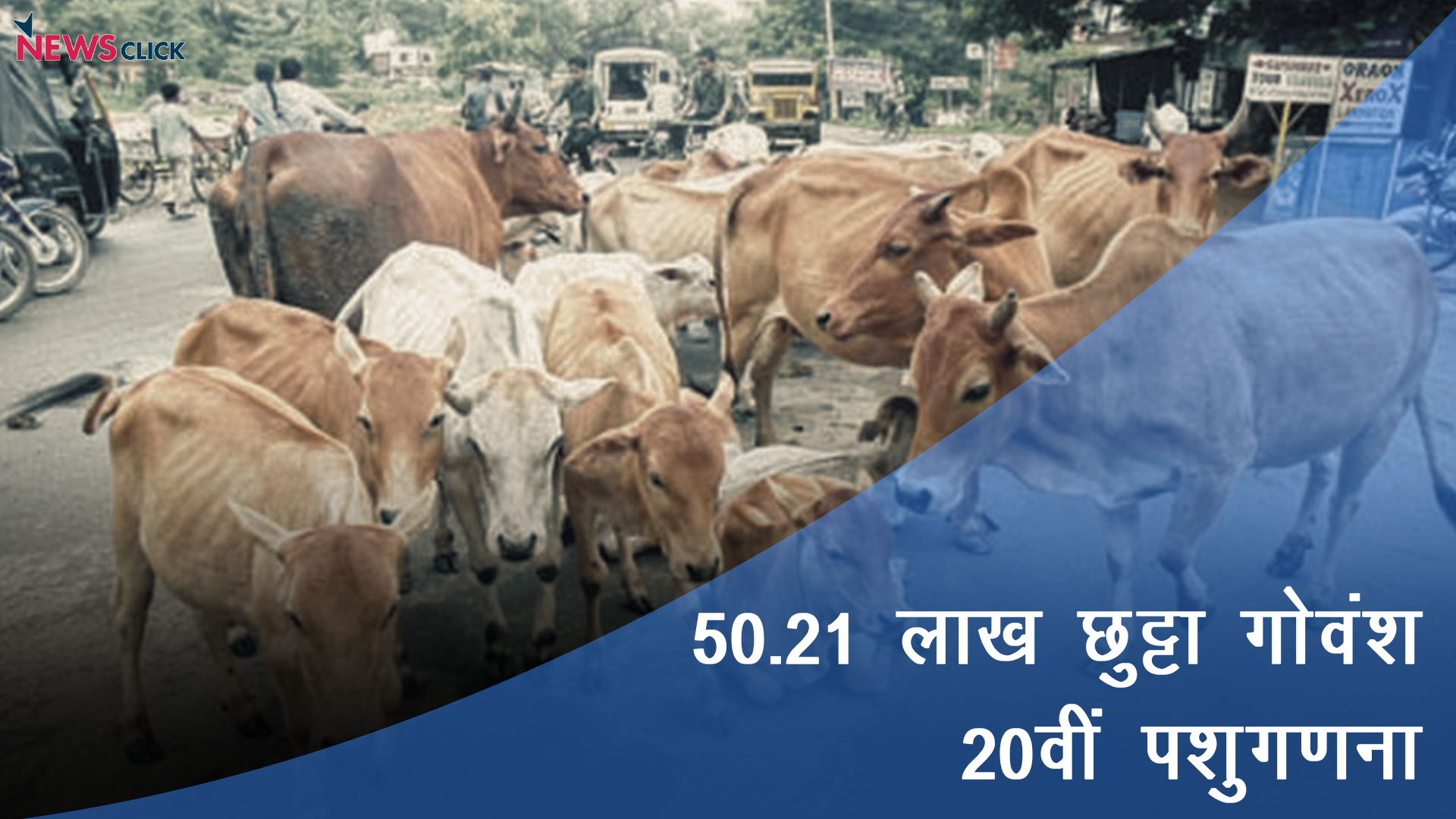 stray cattle in 2019