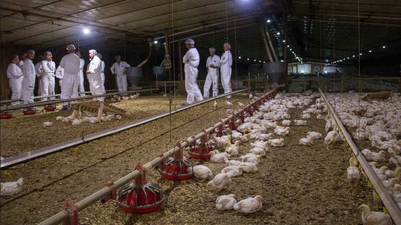  अमेरिका में पर्ड्यू फार्म 