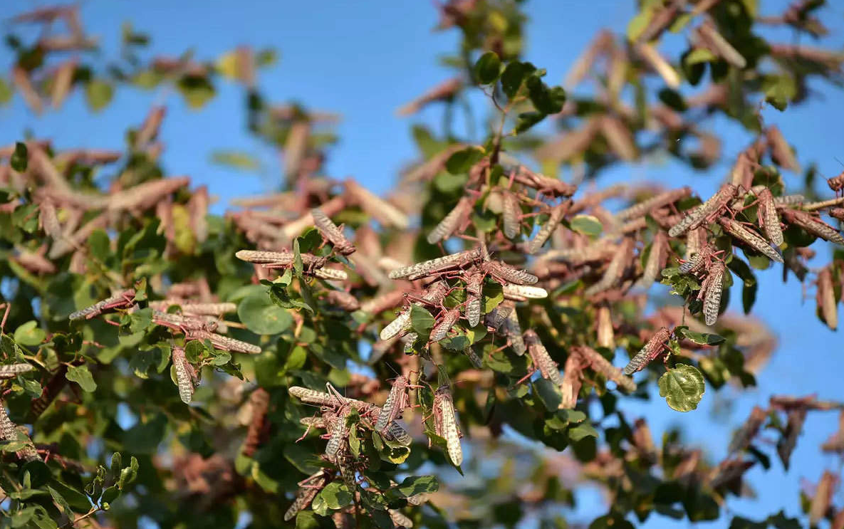 Locust attack
