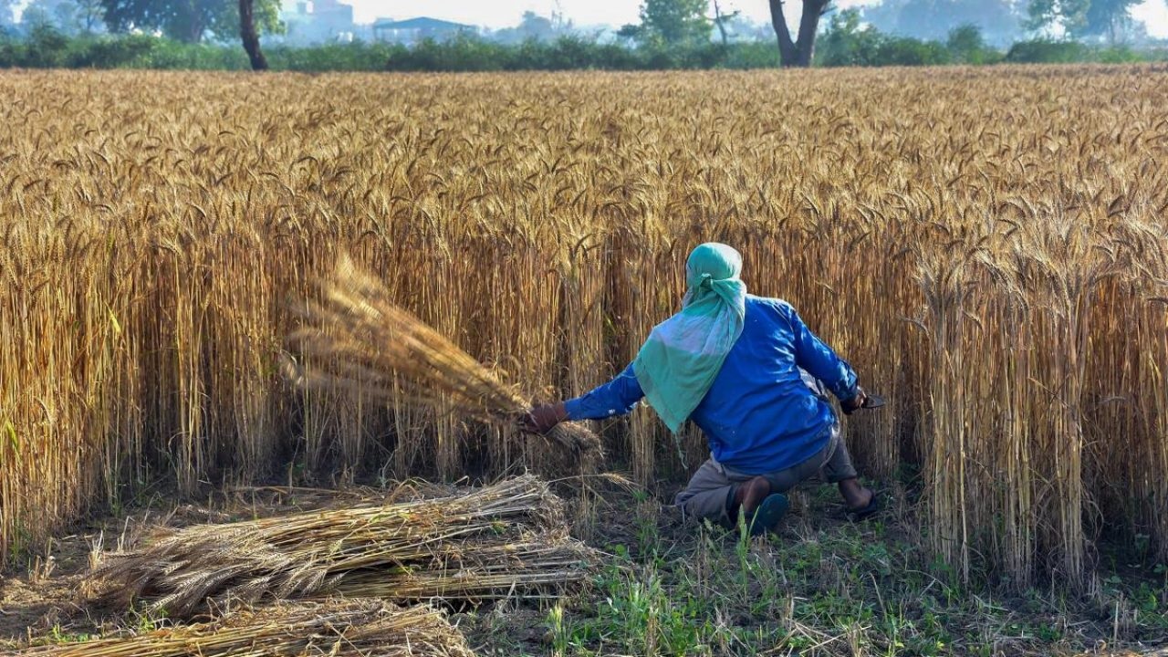 रिकॉर्ड फसल, रिकॉर्ड भंडार