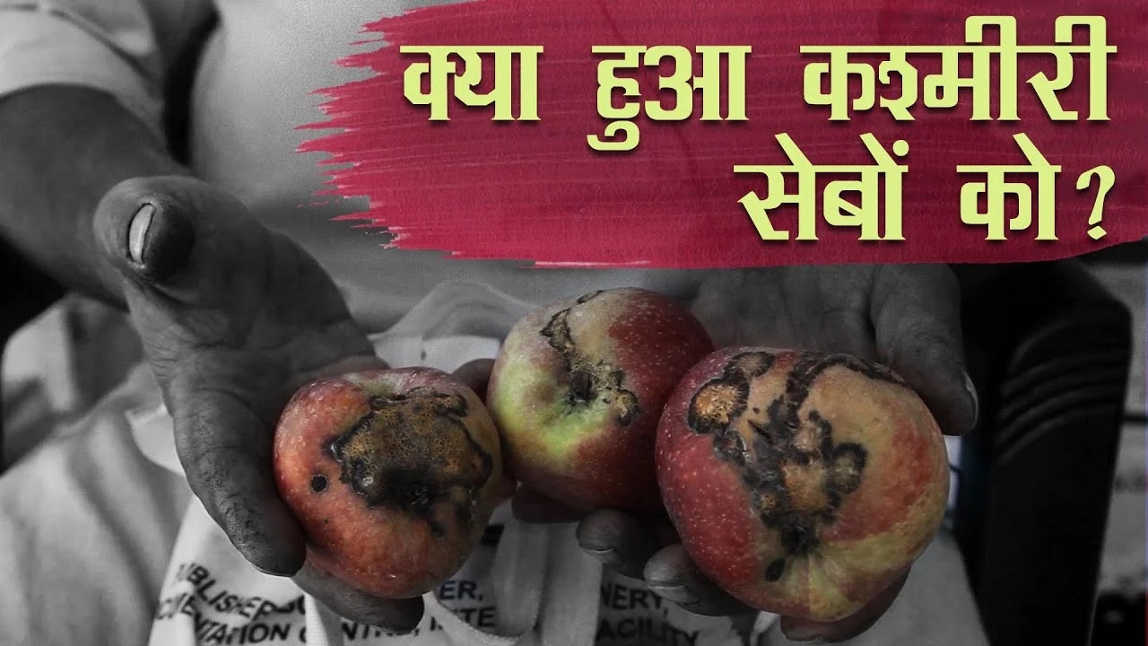  सेब