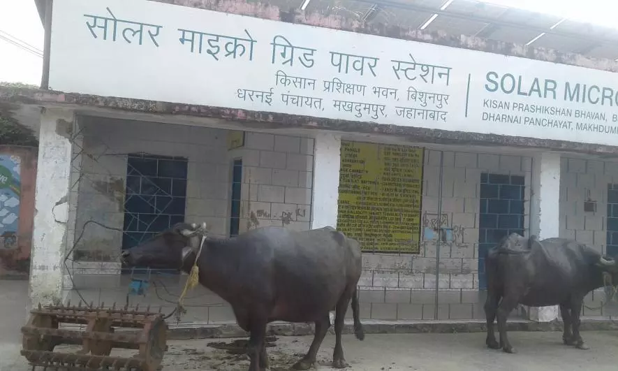 सौर ग्रिड पावर स्टेशन में भैंसे बांधी जा रही हैं