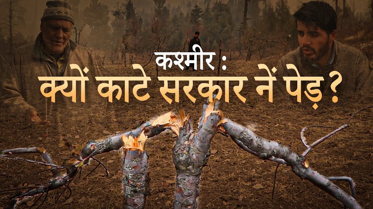 जम्मू कश्मीर सरकार ने उन जनजातियों के सेबों के पेड़ों को भी कटवाया है