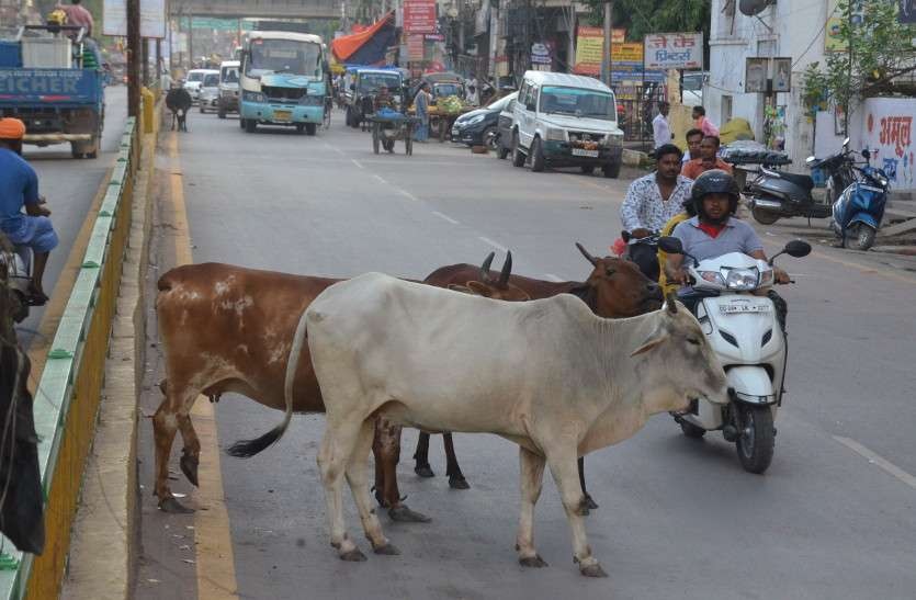 26 जनवरी को खुली घूम रही गायों को योगी आदित्यनाथ के निवास पर बांधेंगे ग्रामीण 