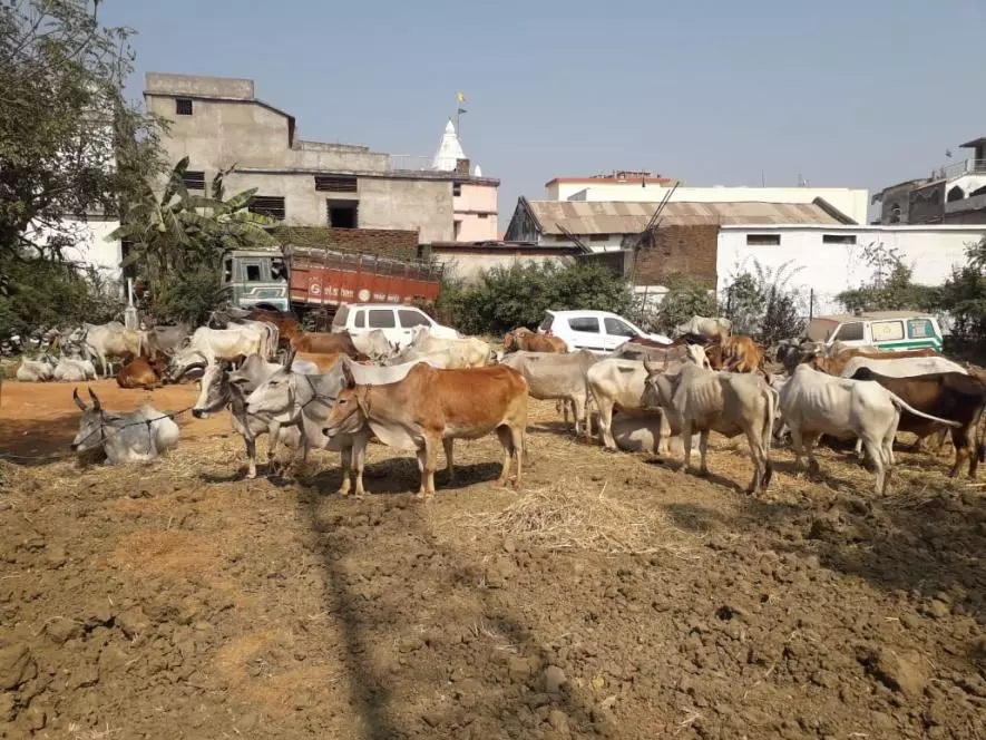 एमपी में गौवध के लिए तस्करी के आरोप में भाजपा युवा नेता और 19 अन्य के ख़िलाफ़ मामला दर्ज़