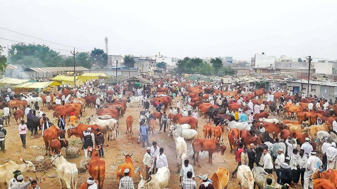 महाराष्ट्र के औरंगाबाद जिले में गंगाखेर का बैल बाजार।