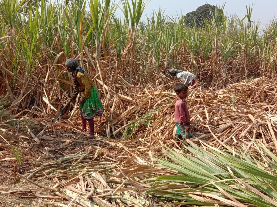 गुजरात: गन्ने के खेत में काम करने वाली आदिवासी महिलाओं की बंधुआ ज़िंदगी