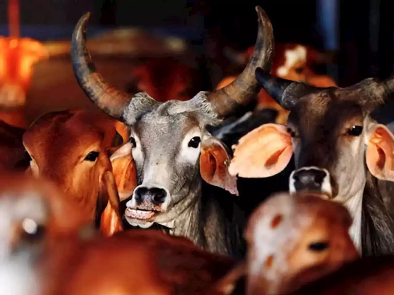 गाय और जस्टिस शेखर: आख़िर गाय से ही प्रेम क्यों!