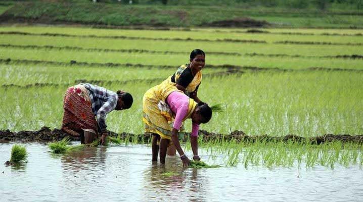 सरकारी एजेंसियां किसानों से सबसे कम उत्पाद ख़रीदती हैं : एनएसओ सर्वे