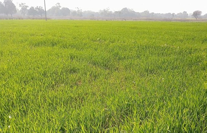 agriculture 
