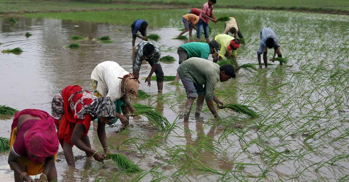 Agriculture