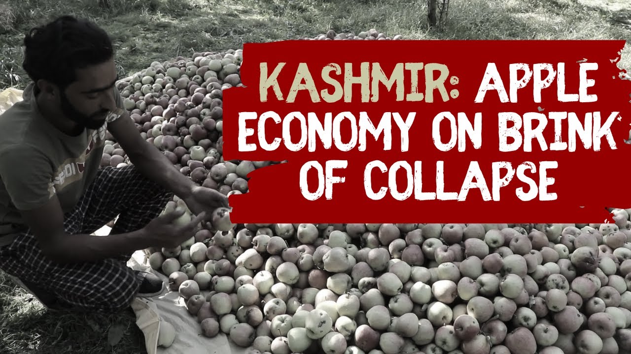  Kashmir’s apple industry