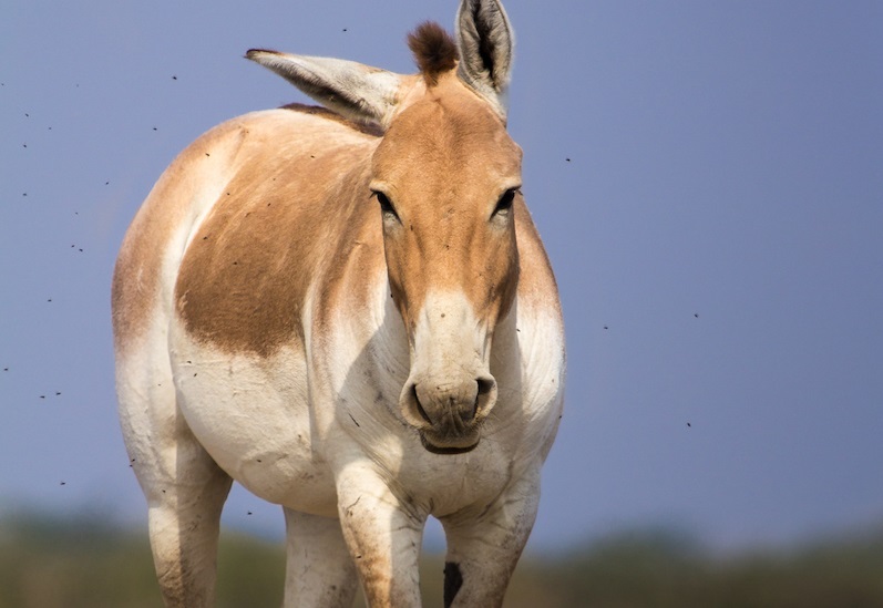 donkey