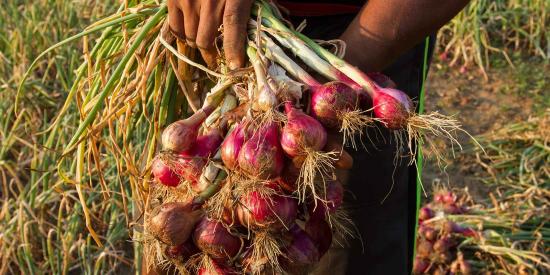 Bulb-Onion-Farming-Greenlife-1600x800.jpg