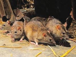 लास्सा बुखार 