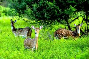 Forest Policy