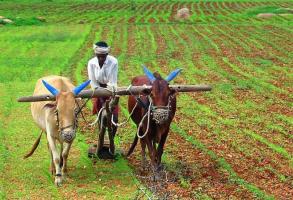 farmer
