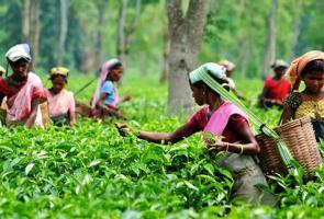 WB Tea Gardens