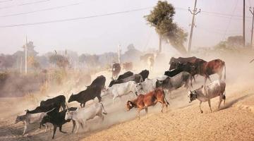 आवारा मवेशियों के मसले पर हिचकिचाहट