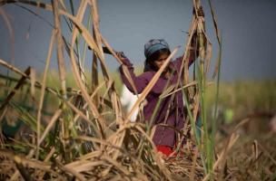 woman worker 