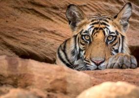 यूरेनियम खनन के लिए देश के दूसरे सबसे बड़े टाइगर रिज़र्व को नष्ट करने की तैयारी!