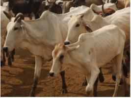 animal crises