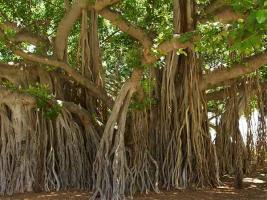 tree