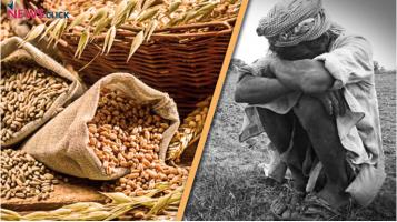 wheat and rice