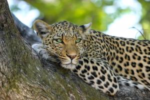 leopard attack
