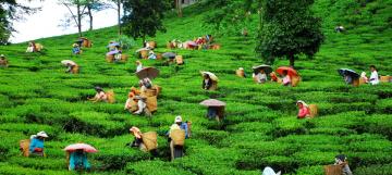 darjeeling
