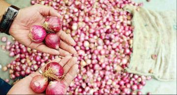 onion