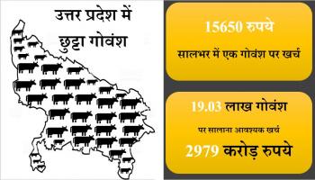 stray cattle and cost on stray cattle in UP