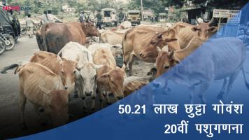 stray cattle in 2019