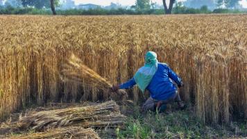 रिकॉर्ड फसल, रिकॉर्ड भंडार