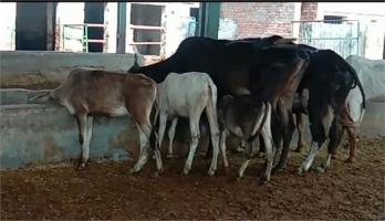 गाय