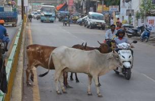 26 जनवरी को खुली घूम रही गायों को योगी आदित्यनाथ के निवास पर बांधेंगे ग्रामीण 
