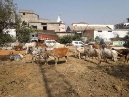 एमपी में गौवध के लिए तस्करी के आरोप में भाजपा युवा नेता और 19 अन्य के ख़िलाफ़ मामला दर्ज़