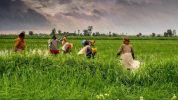 जिसके पास ज़मीन के दस्तावेज़ नहीं, उसके फ़सल की MSP पर ख़रीददारी नहीं!