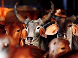 गाय और जस्टिस शेखर: आख़िर गाय से ही प्रेम क्यों!