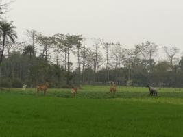 nilgai 